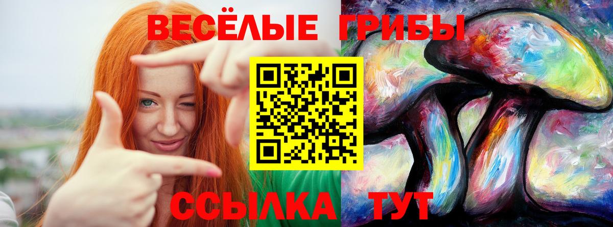 Галлюциногенные грибы прущие грибы  Вход с VPN  Волгоград  Галлюциногенные грибы Psilocybine cubensis 
